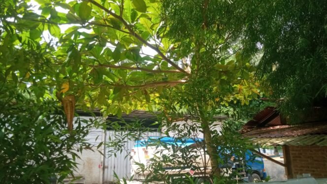 
					Mobil Tangki didepan Gudang, diduga ada mafia BBM di Padangcermin Pesawaran